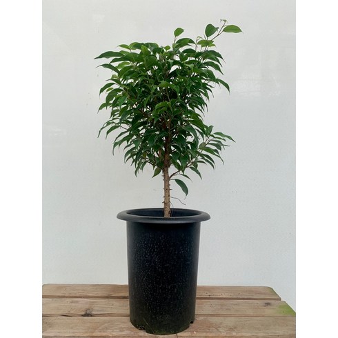 9900 벤자민 중대품 반려식물 45~70cm, 1개