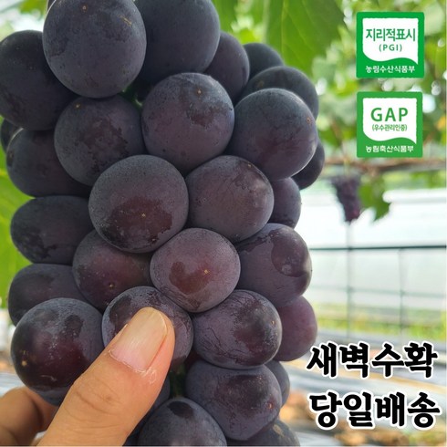 거봉 - 거봉 포도 씨없는 고당도 김천 거봉 [산지직송] 특 등급 1kg 1.5kg 2kg 3kg 4kg, 1개, 선물용 2kg (3송이)