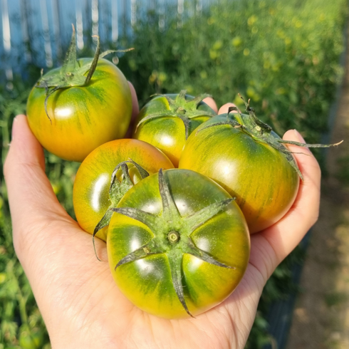[당일수확] 대저토마토 2.5kg 못난이, 1개, 대저토마토 5kg (랜덤과)