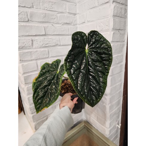 안스리움 럭셔리안스, 1개