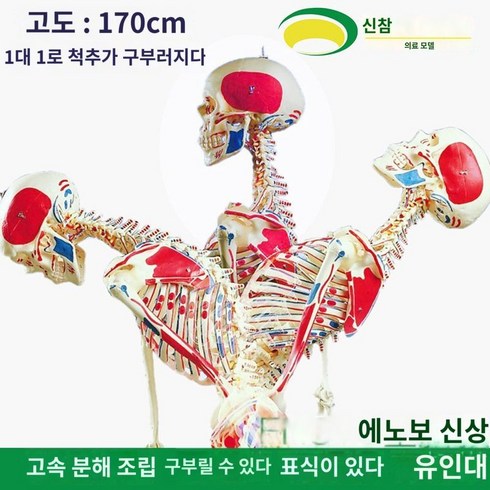 해부학 전신 인간 골격 의료 고급 교육 골격은 움직임, 키 170cm 디지털 마크 근육 인대 굽힘 뼈