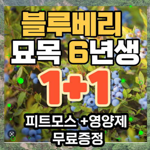 블루베리 묘목 6년생 2그루 (영양제 무료증정), 2개