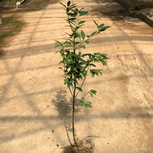 2023년 가성비 최고 낙상홍 - [꽃나무] 낙상홍 90~100cm 묘목(3개묶음), 3개