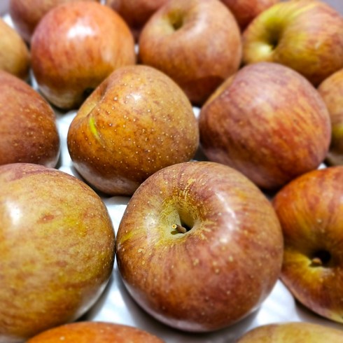 고랭지 부사 10kg, 가정용 10kg (소) 40~55과, 1개