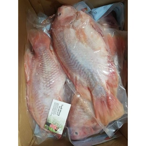 틸라피아 - 냉동 생선/ 레드 틸라피아/ RED THILAPIA/ CA DIEU HONG 500g 내외 1마리, 700g, 5개