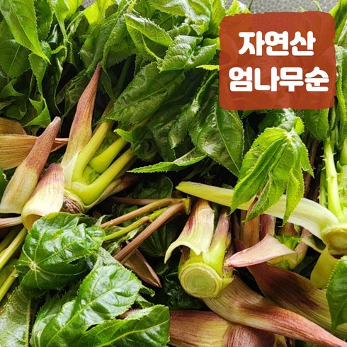 자연산 엄나무순 음나무순 개두릅 드룹 상품 500g 1kg, 1개