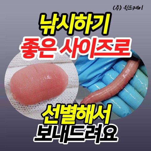 2023년 가성비 최고 개불미끼 - 낚시용 개불 10마리 혼무시 국내산 개불미끼 미끼용개불 바다낚시, 낚시용개불 10마리