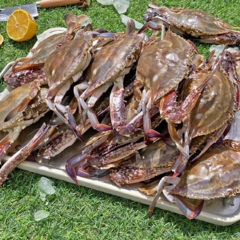 신진도 제철 꽃게 암꽃게 4kg 생물 냉동 급냉 알배기, 1개