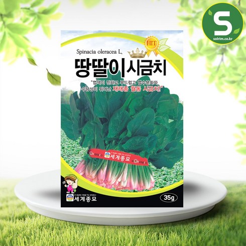 씨앗 - 솔림텃밭몰 시금치씨앗 35g 땅딸이시금치 월동시금치 가을재배용, 1개