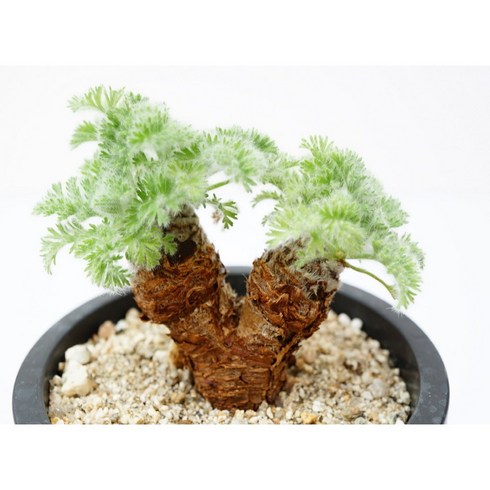 아프리카식물 - [페라고늄 아펜디쿨라텀 Pelargonium Appendiculatum 중품] 홈가드닝 선인장 키우기쉬운 아프리카 공기정화식물 특이한 귀여운 희귀한 인테리어 생일 승진 개업선물, 1개