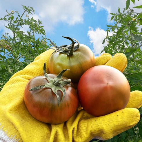 [농장직송] 3대장인의 대저 짭짤이 토마토 당도선별, 1개, 로얄과 2.5kg