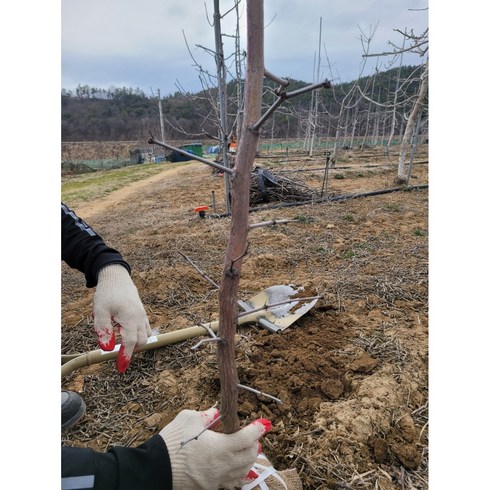 사과대추묘목 - 향수묘목농원 사과대추왕대추2년생 분묘