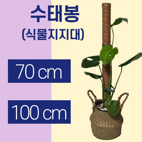 2023년 가성비 최고 몬스테라수태봉 - 몬스테라 수태봉 70cm 100cm 식물지지대 코코봉 지주대 사은품 식물고정용 벨크로 가든타이, 1개