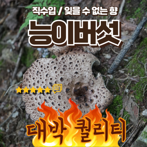 능이버섯 - 며느리약초 자연산 냉동 능이버섯 (특품) 1kg, 1개