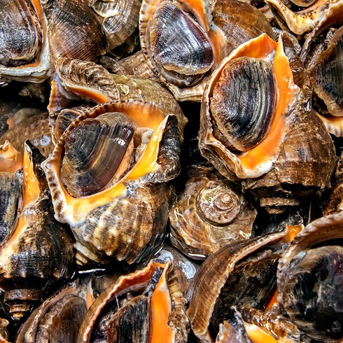참소라 - 제철 자연산 서해안 활 참소라 당일조업 생물 고동 1kg 4-8미, 1개