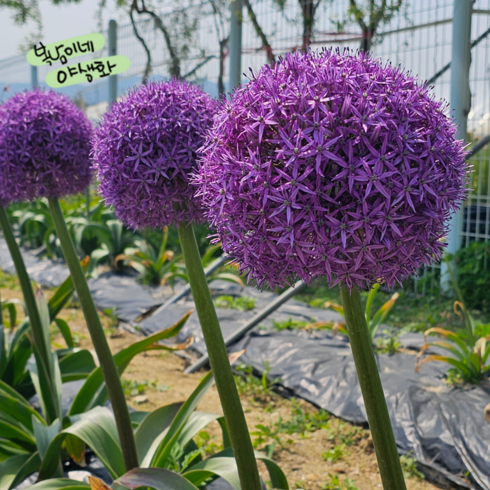 알리움 글로브마스터 [22cm원형분 1포트]1구식재(복남이네야생화 추식구근 allium), 1개