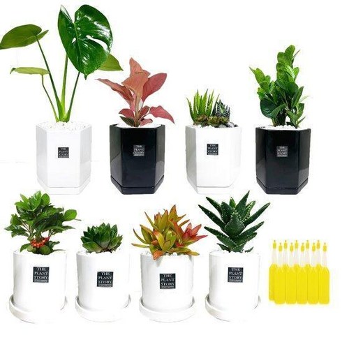 플랜트스토리 공기정화 반려식물 8종+식물영양제 10개, 단품