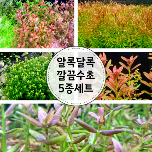 (수초) 알록달록 깔끔수초 5종세트, 단품