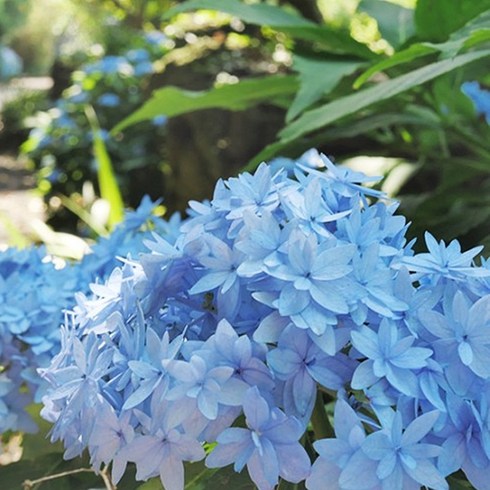 산수국-별수국 (Starhydrangea) 개화주 7치 포트 노지월동 카페 정원 야생화