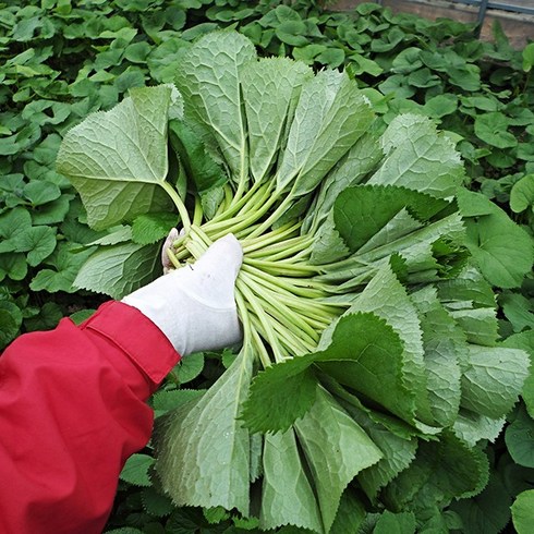 강원도 백두대간 곰취 1kg 산지직송 자연산 봄나물, 1박스