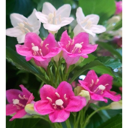 [이삽저삽] 삼색병꽃나무화분(키90-100cm내외/화분포함) 병꽃나무 한나무에 3색상 꽃이 피는 신기하고 예쁜 나무 야생화 조경용 관상용, 1개