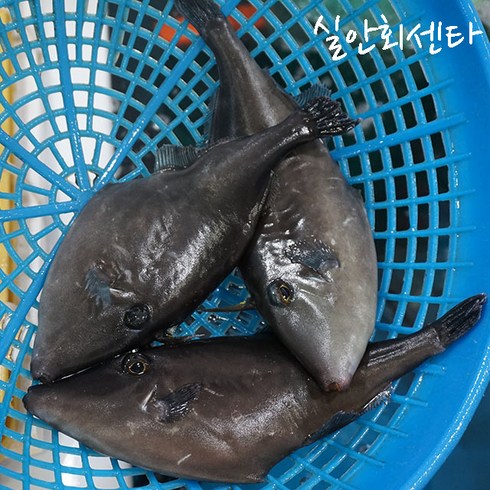 삼천포 용궁수산시장 생선회 9종 (택배 밀봉포장+초장+ 보습패드+아이스박스), 06_쥐치회_원물1kg(순살350g), 1개