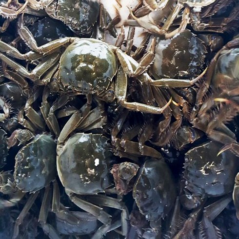 돌게 - 지에스푸드 살아있는 상태로 배송! 참게1kg (10~15마리)임진강참게 암수랜덤, 1세트, 1kg(암/수컷 섞어서 10~15마리)
