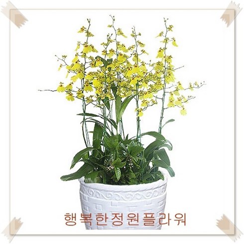 온시디움 TOP01