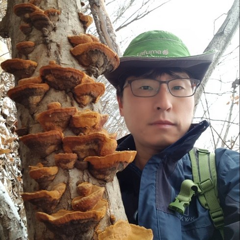 자연산상황버섯 TOP01