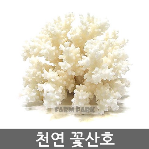 팜파크 천연 꽃산호 (소) 산호 어항장식 수족관장식