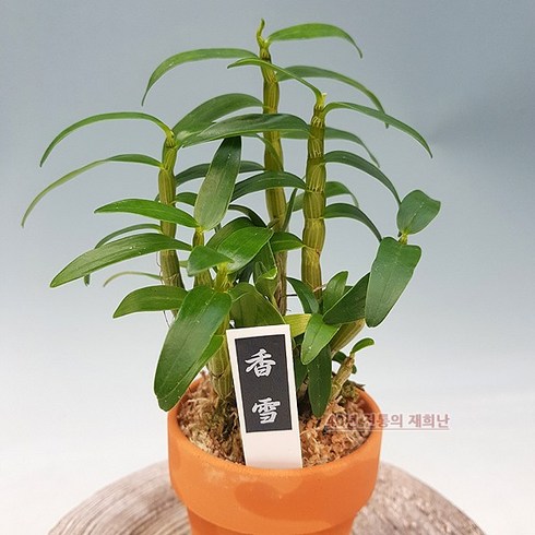 석곡 TOP01