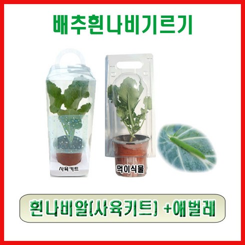 배추흰나비애벌레 TOP01