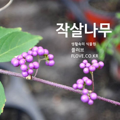 작살나무 TOP01