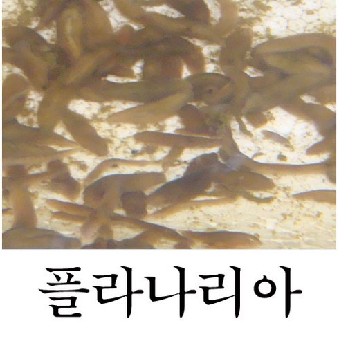 플라나리아 TOP01
