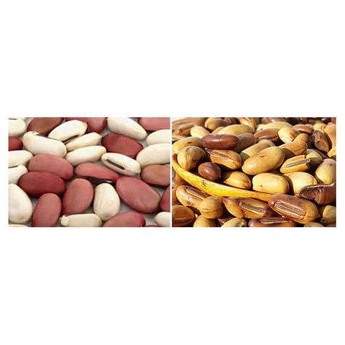 구수한 착한농부 작두콩차로 건강하고 향긋한 하루를 시작하세요!