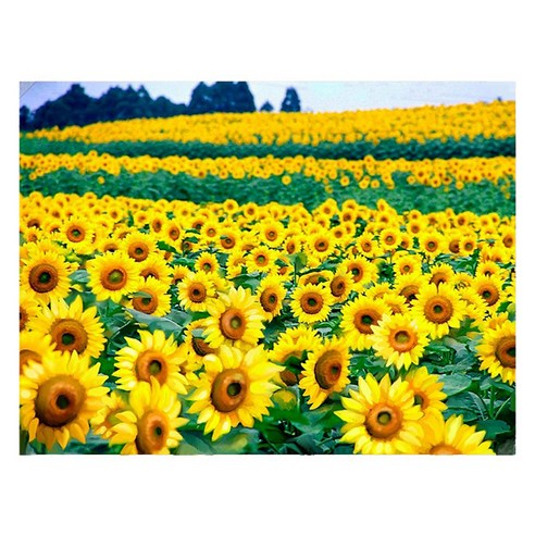 모모픽스페인팅 DIY 명화 그리기 60 x 75 cm, WP10 해바라기 꽃밭, 1개