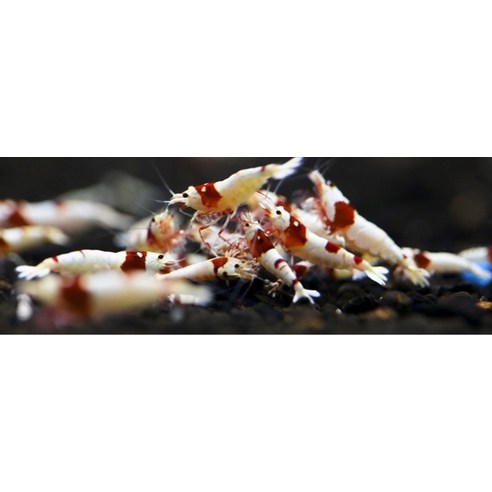 수초의 꿈을 현실로, 에스엘아쿠아 네이쳐 블랙 파우더 마귀 소일