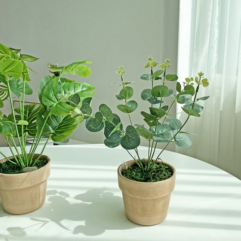 싱그러움을 더하는 공간, 베누디 몬스테라 조화