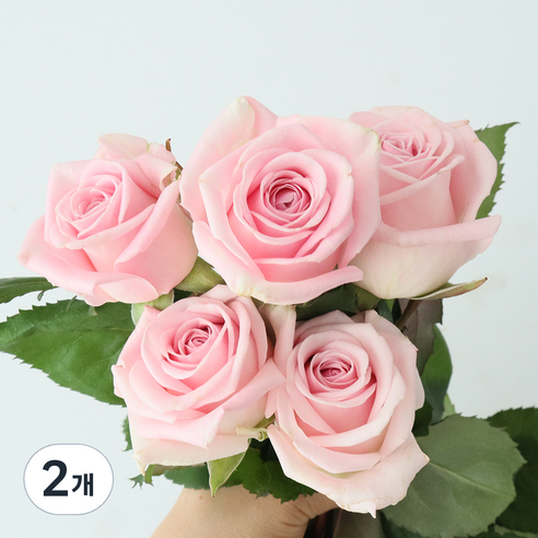 모리앤 장미 생화단 5대, 코튼캔디 핑크, 2개