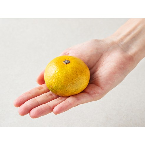 달콤한 당도선별 제주감귤, 온 가족이 행복해지는 맛!