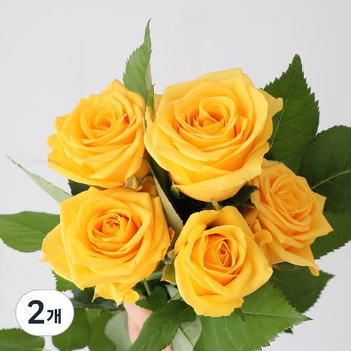 모리앤 장미 생화단 5대, 스펙트라 옐로우, 2개
