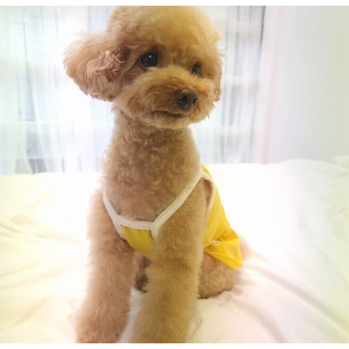 伴侶  寵物用品  小狗  貓  聯合使用  服裝  狗  狗  狗  狗