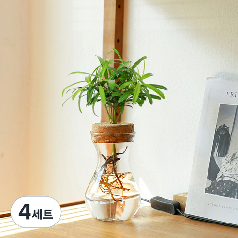 메이크정글 공기정화 수경재배 식물 나한송 글래시 No 9 DIY 세트, 혼합색상, 4세트