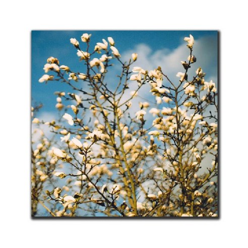 파랑디자인 캔버스 액자 - 사진, 작은 꽃 시리즈4