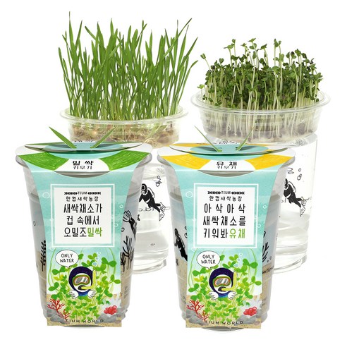 틔움세상 한컵새싹농장 밀싹 + 유채 키우기 세트, 1세트