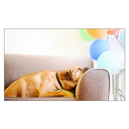 UVDS 주방 아트보드 자고 있는 강아지, 1개