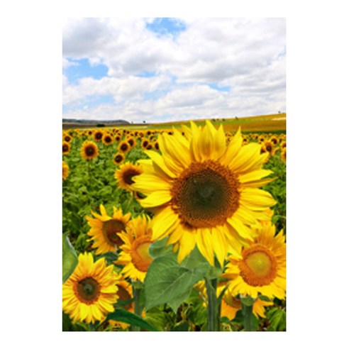 풍수 해바라기 그림 세로형04