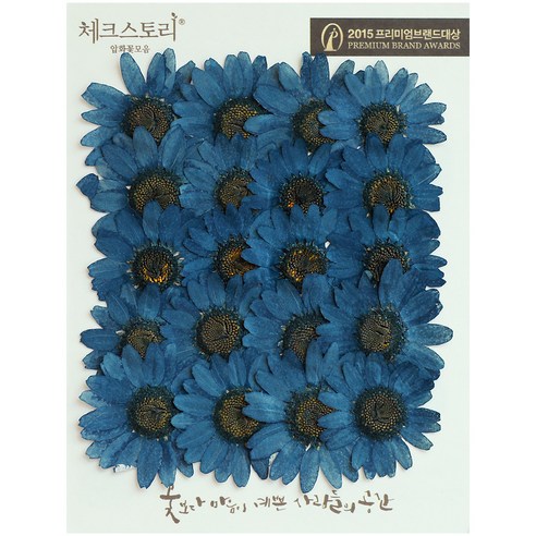 체크스토리 압화꽃송이 마가렛 B, 다크블루