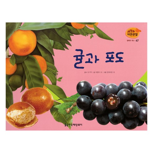 세밀화 자연관찰 47 귤과 포도 열매와 채소, 한국헤밍웨이