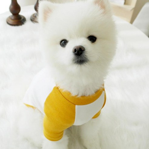 강아지 클래식 나그랑 티셔츠, 옐로우